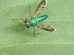 Dolichopodidae