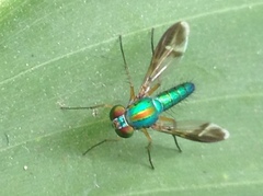 Dolichopodidae