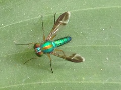 Dolichopodidae