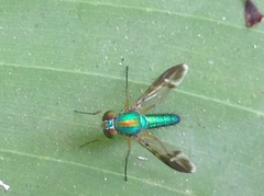 Dolichopodidae