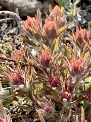 Castilleja arachnoidea