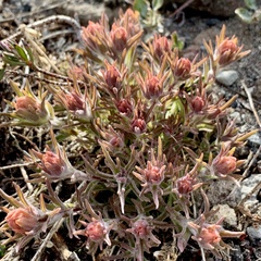 Castilleja arachnoidea
