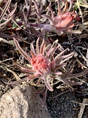 Castilleja arachnoidea