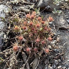 Castilleja arachnoidea
