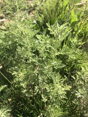 Artemisia macrantha