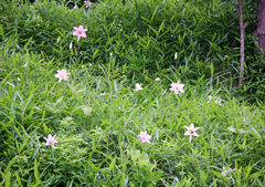Lilium japonicum