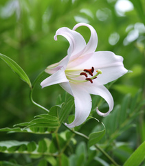 Lilium japonicum