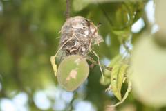 Cynanthus latirostris