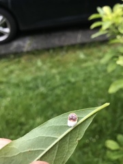 Pulvinaria floccifera