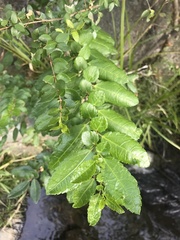 Azara serrata