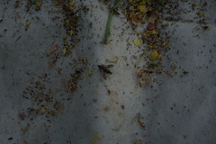 Chamaesphecia empiformis