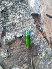 Chrysochroa fulminans