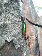 Chrysochroa fulminans