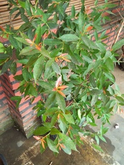 Syzygium myrtifolium