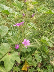 Malva sylvestris