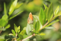 Coenonympha corinna