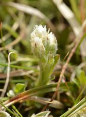 Antennaria dioica