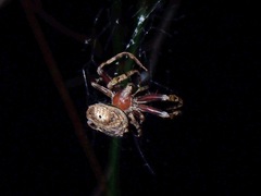 Poltys illepidus
