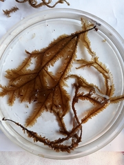 Plagiochila trispicata
