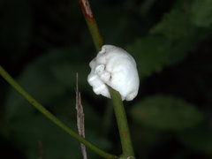 Ceroplastes destructor