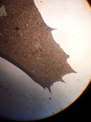 Plagiochila trispicata