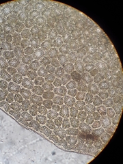 Plagiochila trispicata