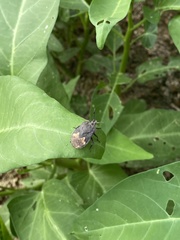 Megymenum brevicorne