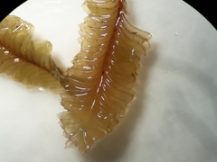 Plagiochila annotina