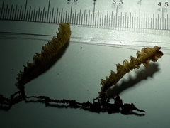Plagiochila annotina