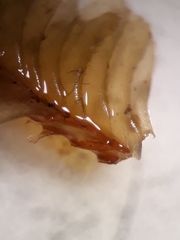 Plagiochila annotina