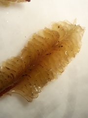 Plagiochila annotina
