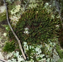 Ptychomitrium crispatum