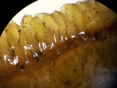Plagiochila annotina