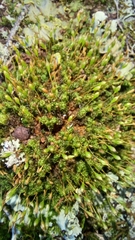 Ptychomitrium crispatum