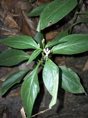 Andrographis paniculata
