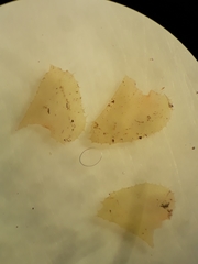 Plagiochila annotina
