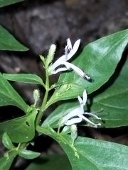Andrographis paniculata