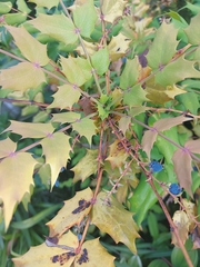 Berberidinae