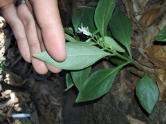 Andrographis paniculata