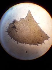 Plagiochila annotina
