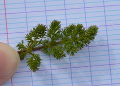 Meum athamanticum