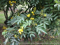 Senna viarum