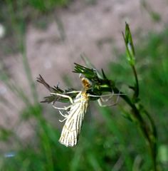 Chrysocrambus
