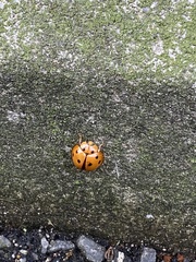 Harmonia octomaculata