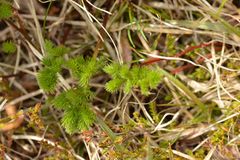 Meum athamanticum