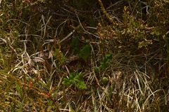 Meum athamanticum
