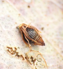 Eleocharis philippinensis