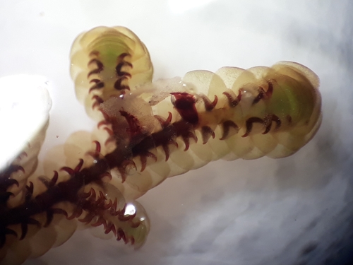 Goebeliella cornigera