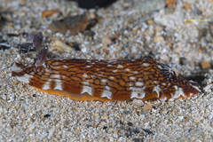 Aphelodoris lawsae
