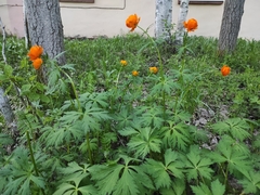 Trollius asiaticus